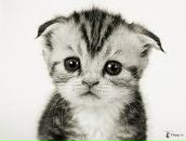 Фотография Гальцев Алексей