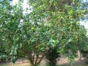 Олена Дівченко фотография #33 (источник - https://vk.com/id6475327)